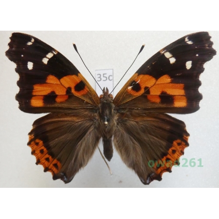 Vanessa vulcania (Godart, 1819) Canary Islands, Tenerife35c